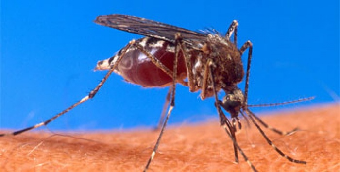 איך אפשר למנוע את מכת היתושים?